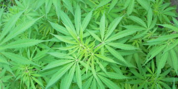 Cannabis