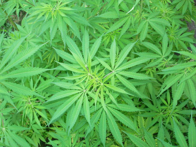 Cannabis