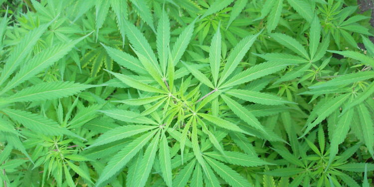 Cannabis