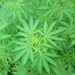 Cannabis