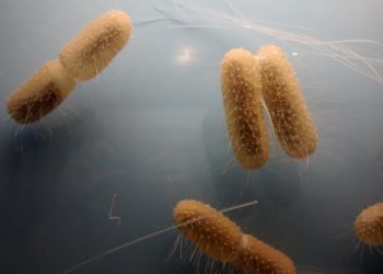 Stomach Bug