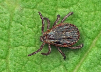 Ticks