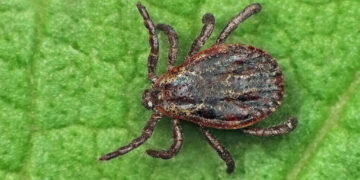 Ticks
