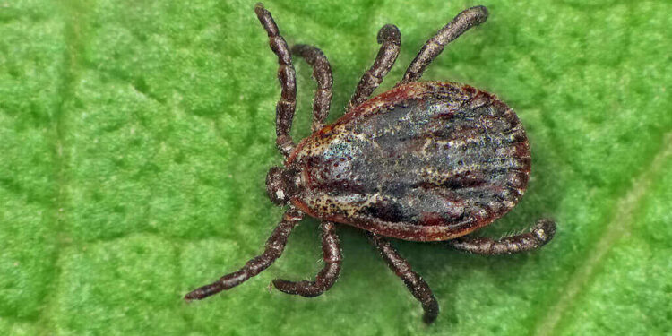 Ticks