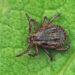 Ticks