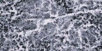 fungus