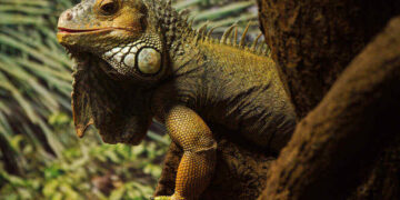 iguana