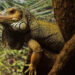 iguana