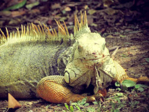 iguana