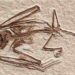 bat