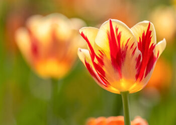 Spring Time