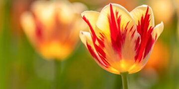 Spring Time