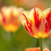 Spring Time