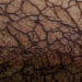 dry skin