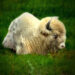 White bison