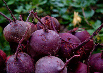 BEET Chicago