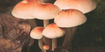 mushrooms
