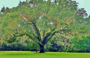 Oak Tree to Be Cut Down After 300 Years Oak Tree