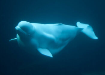 Beluga