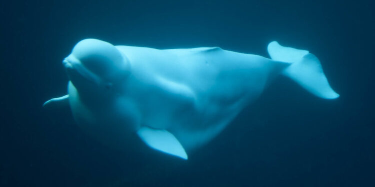 Beluga