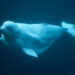 Beluga