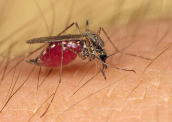 mosquitoes