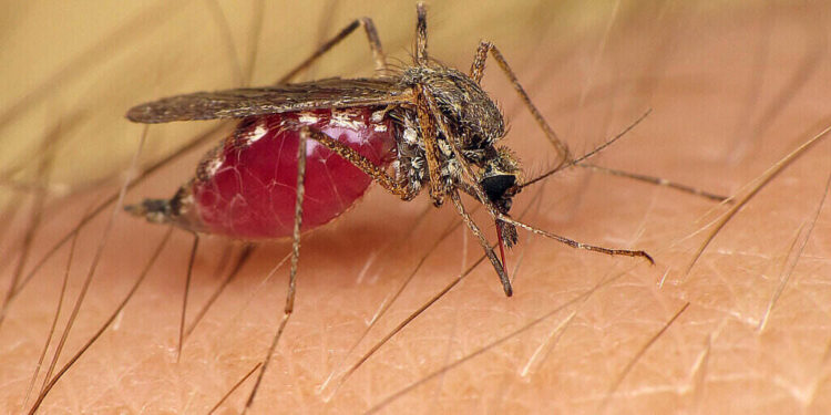 mosquitoes