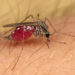 mosquitoes