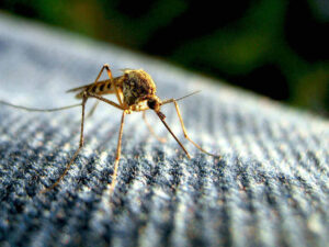 mosquitoes
