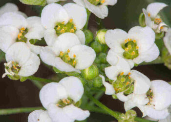 Invasive Plants