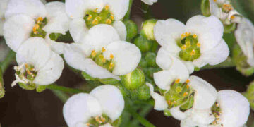 Invasive Plants
