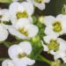 Invasive Plants