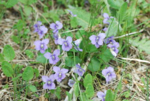 Invasive Plants 