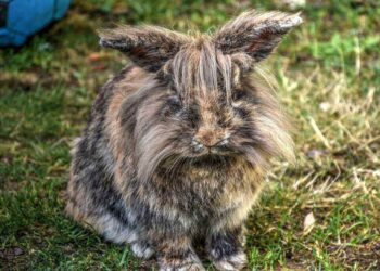 Lionhead rabbit