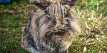 Lionhead rabbit