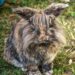 Lionhead rabbit