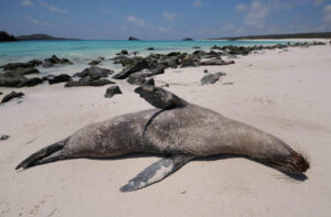 sea lion