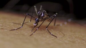 malaria