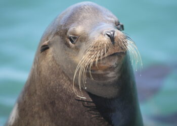 sea lion