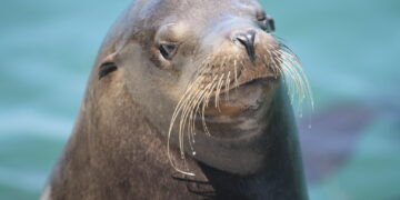 sea lion
