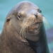 sea lion