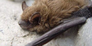 rabid bat