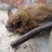 rabid bat