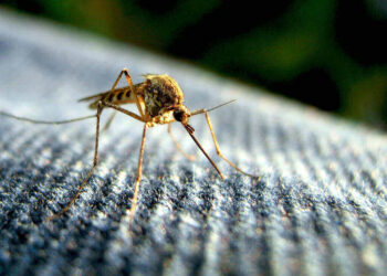 malaria