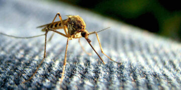 malaria