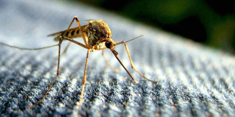 malaria
