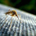 malaria