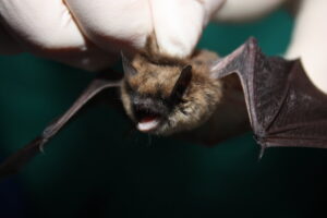 rabid bat
