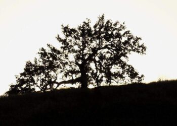 Tree Silhouette