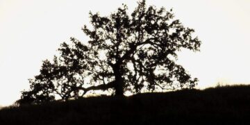 Tree Silhouette